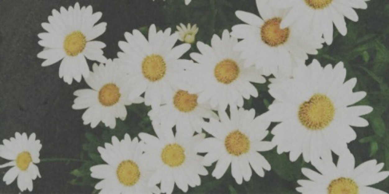 Pampedprincess's profile banner image