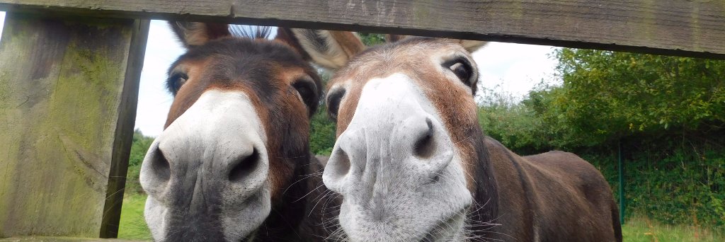 ManchesDonkeys's profile banner image