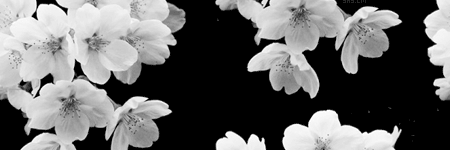 Yupi_WSQ48's profile banner image