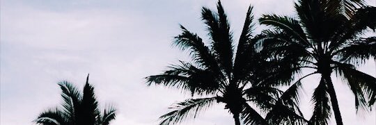 ziziosuna's profile banner image