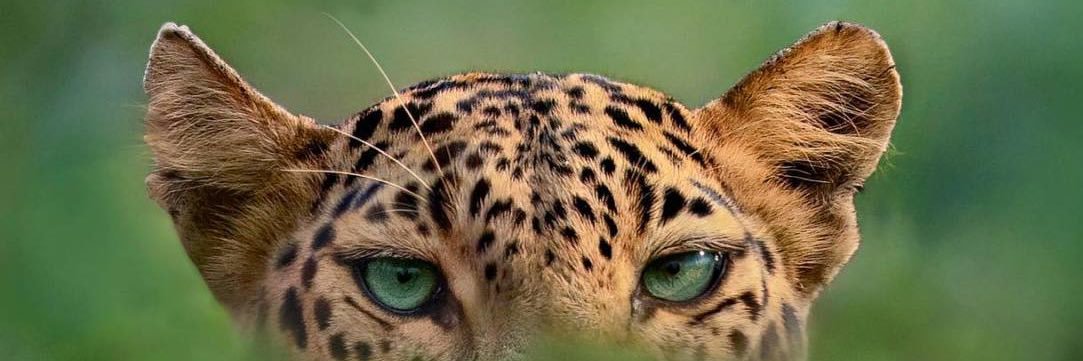jeejeena86's profile banner image