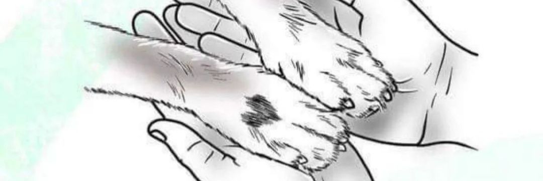 dine_saw_'s profile banner image