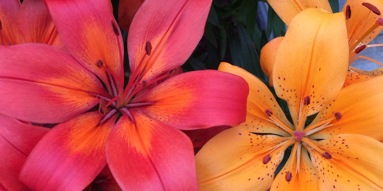 lisakayebates's profile banner image