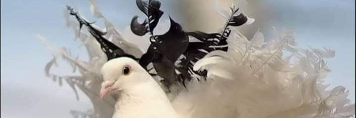 aronf06's profile banner image