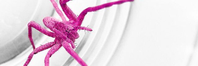 🕸Spider Lily love LISA🕸 banner