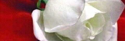 adis_da's profile banner image