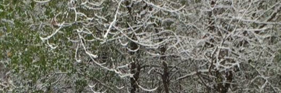 amyzia's profile banner image