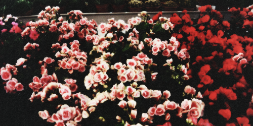 loveyou_jec's profile banner image