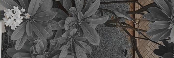 julidaw's profile banner image