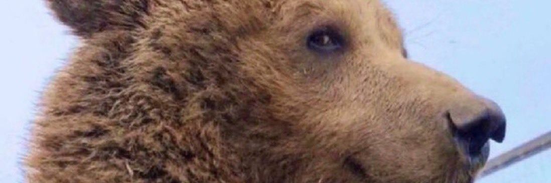 Y-U-NO ( . _.) banner