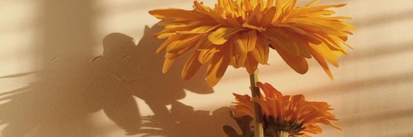 VickyBudyn's profile banner image
