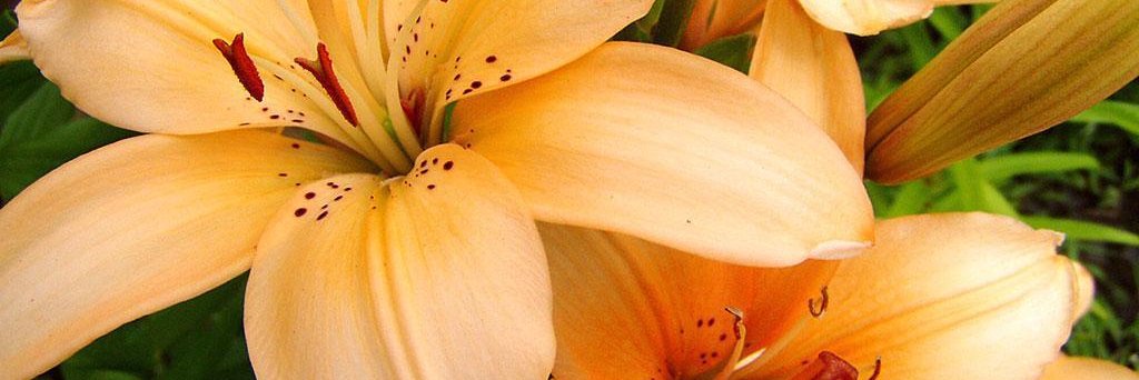 Carissa Parsons banner