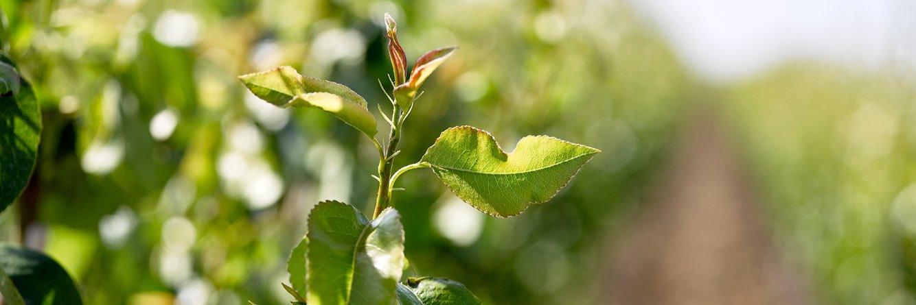 Roelofsbomen's profile banner image