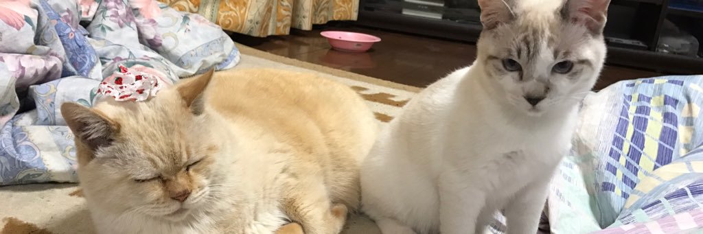 KotuTibi's profile banner image
