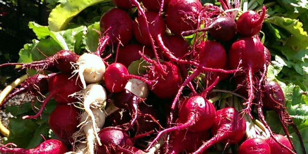 pips pick your own banner