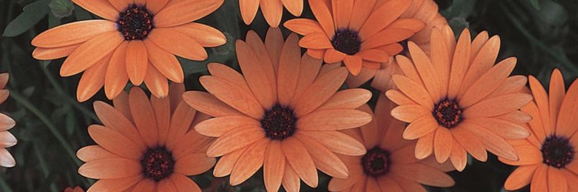 Jadyn1414's profile banner image