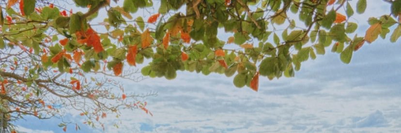 shemimattos_'s profile banner image