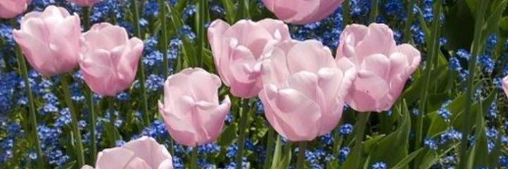 mizazaidi's profile banner image