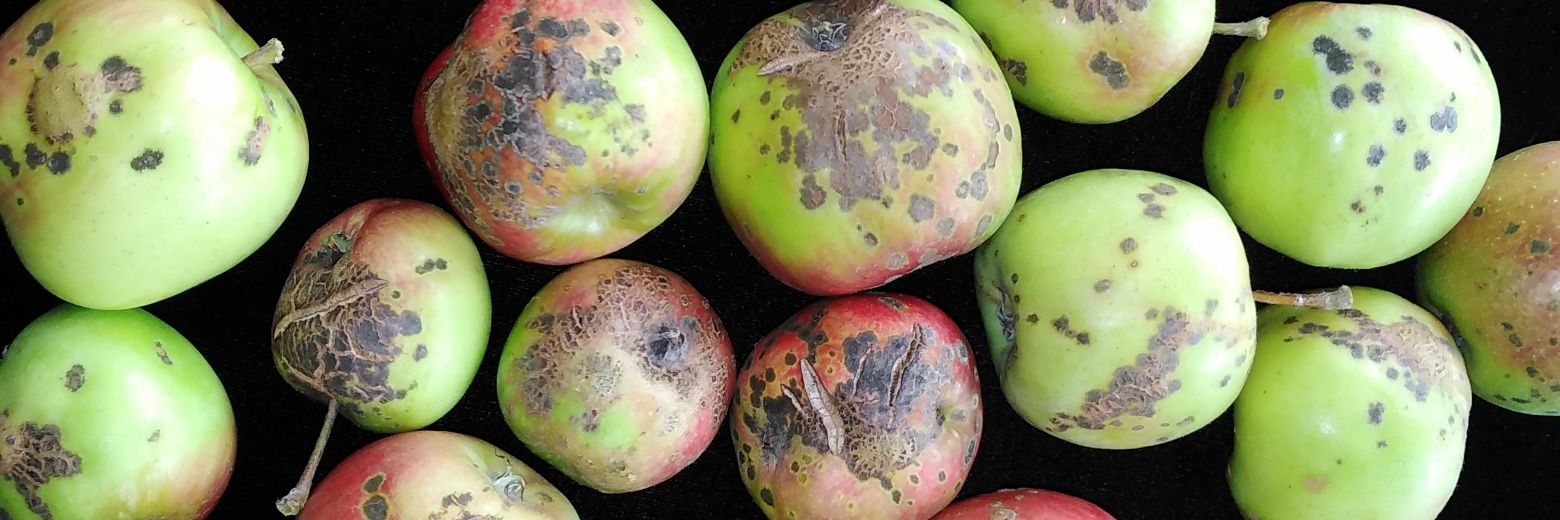 Carl Mesarich banner