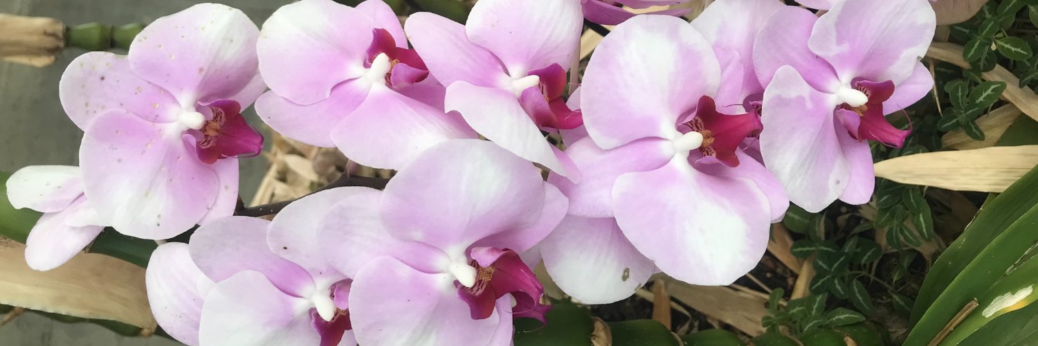 gkbluestocking banner