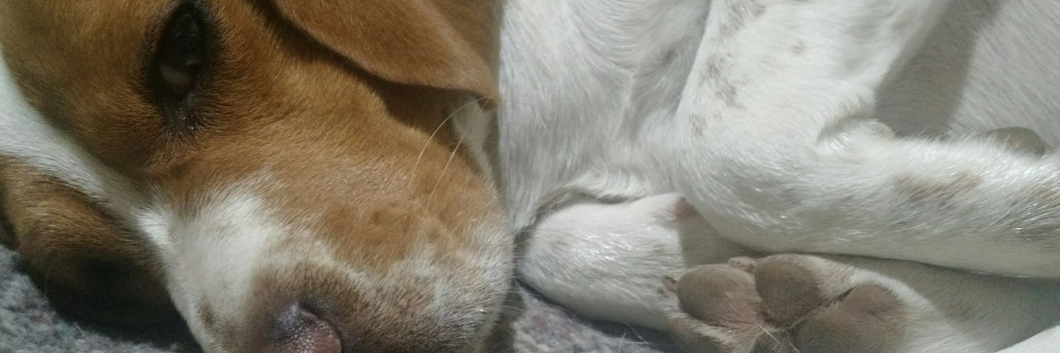 PekeAvila's profile banner image