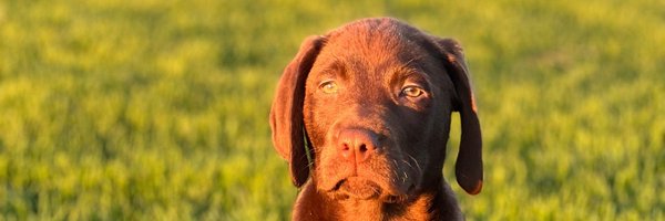 joshopiola Profile Banner