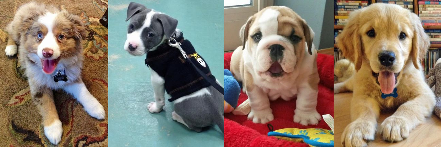 The Daily Puppy banner