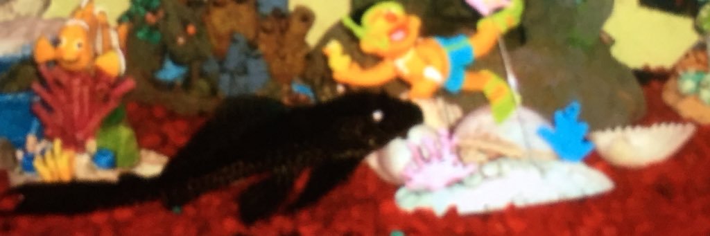 KCPeaceLoveHope's profile banner image