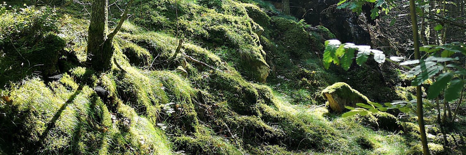 anskroft's profile banner image