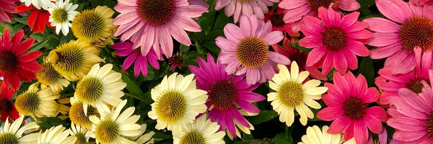 katebarbin's profile banner image