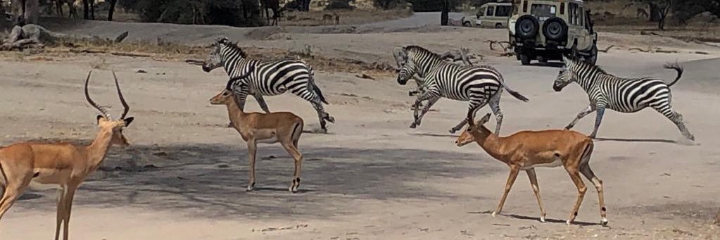 Ellen Van Wonterghem banner