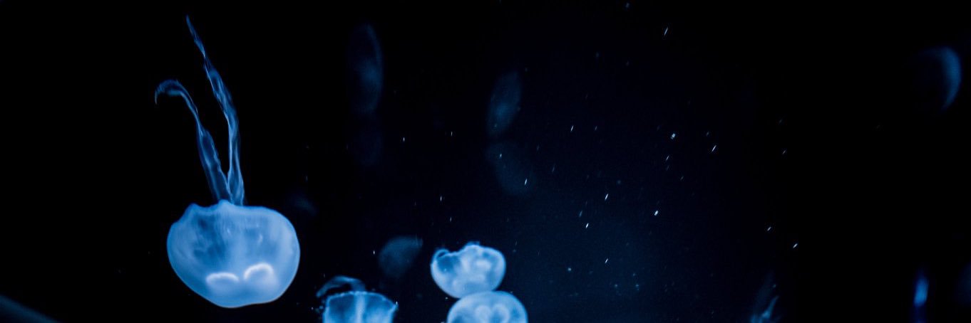 ___labyrinthe's profile banner image