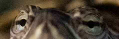 _sweettea_'s profile banner image