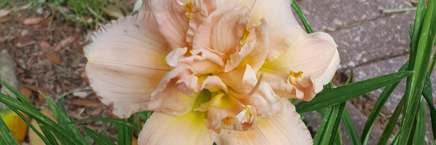 bechtolbunnie's profile banner image