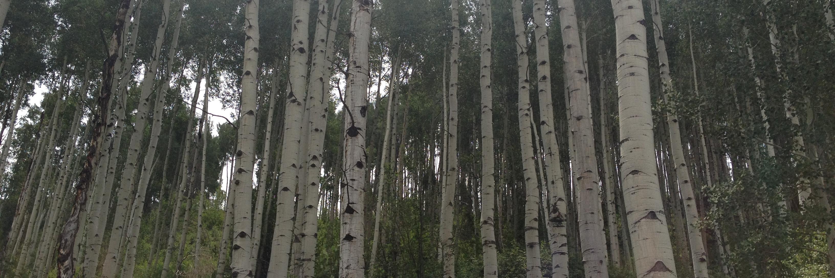 Kate Doyon PhD, MEd, RN, CHPN banner