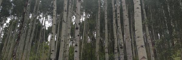 KateDoyon Profile Banner