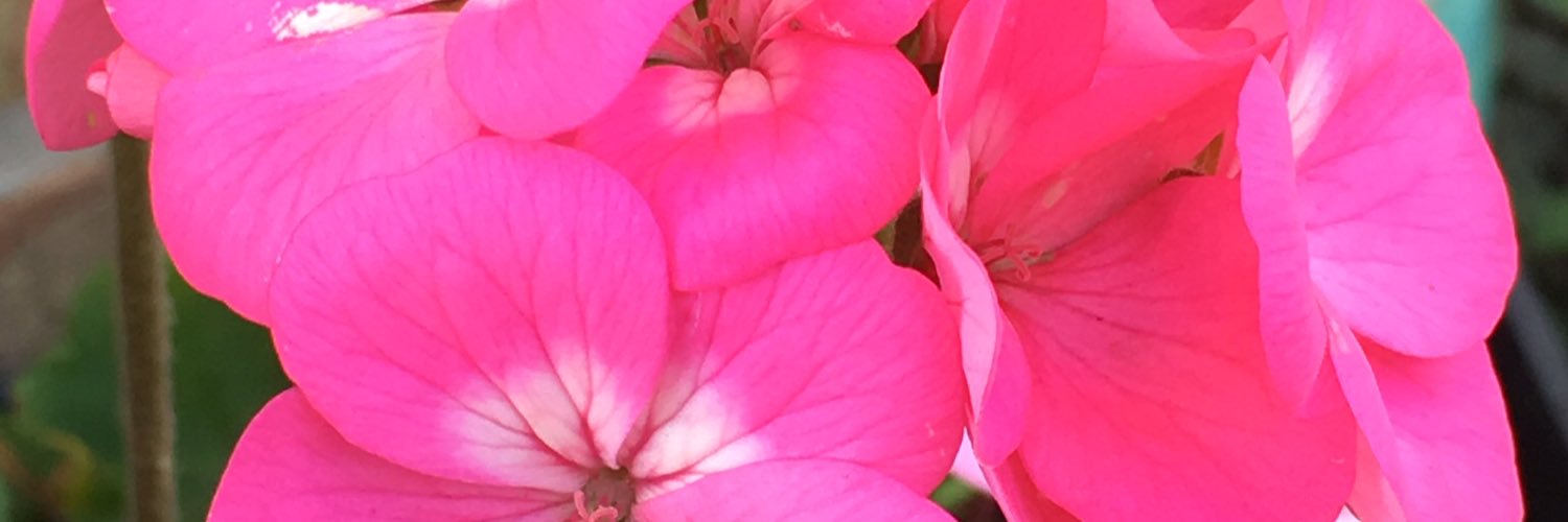 AdrienneGLow's profile banner image