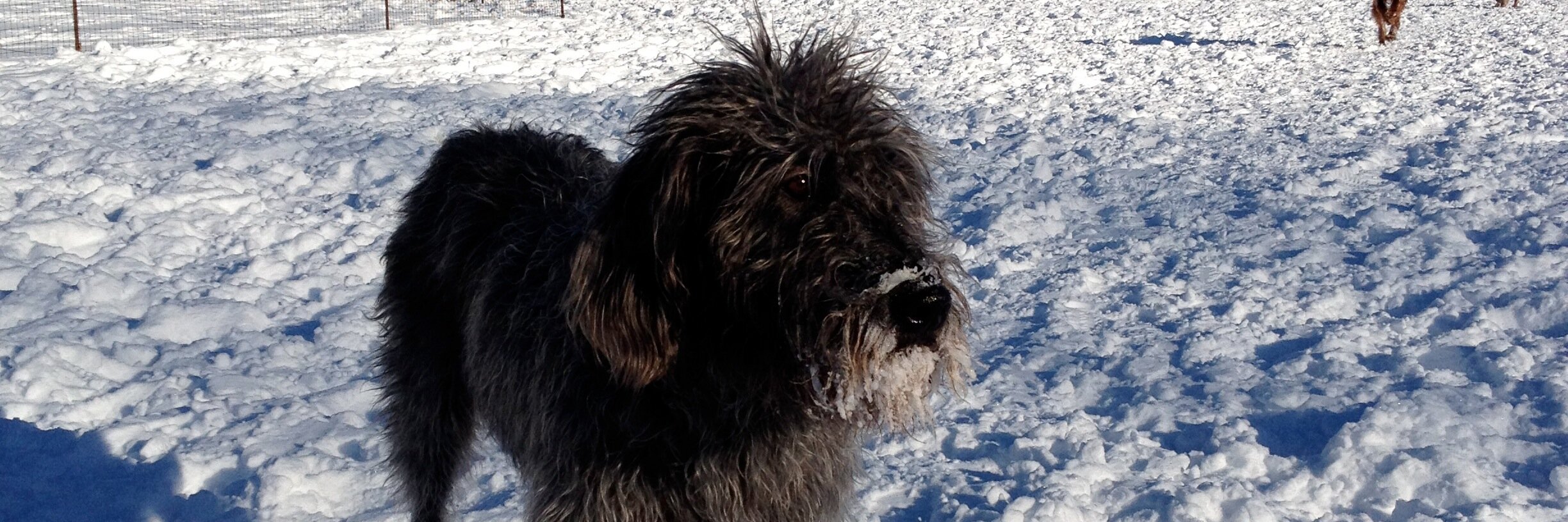 PixPups's profile banner image