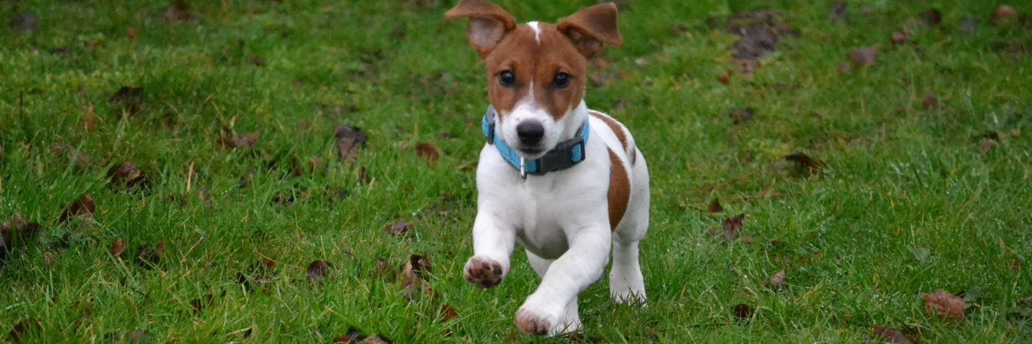 Mingus V ⚜️✝️🌿 banner