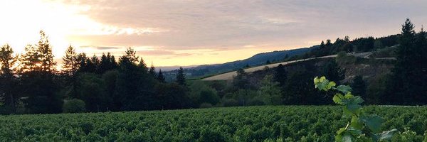 archervineyard's profile banner image