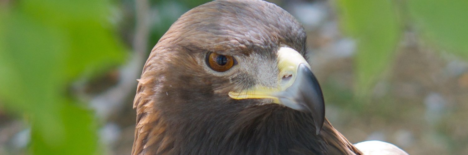 BlackEagleFund's profile banner image