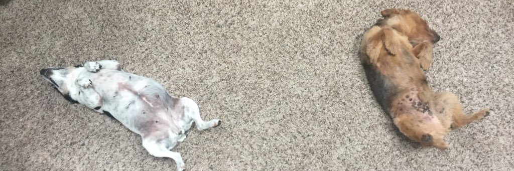 noblepeanut's profile banner image