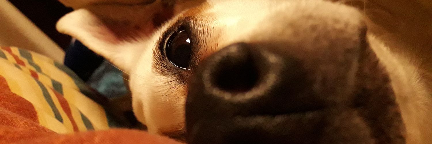 antidoteas's profile banner image