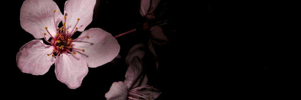 RUKYA9's profile banner image