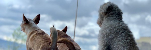 AndresCordovaVa Profile Banner
