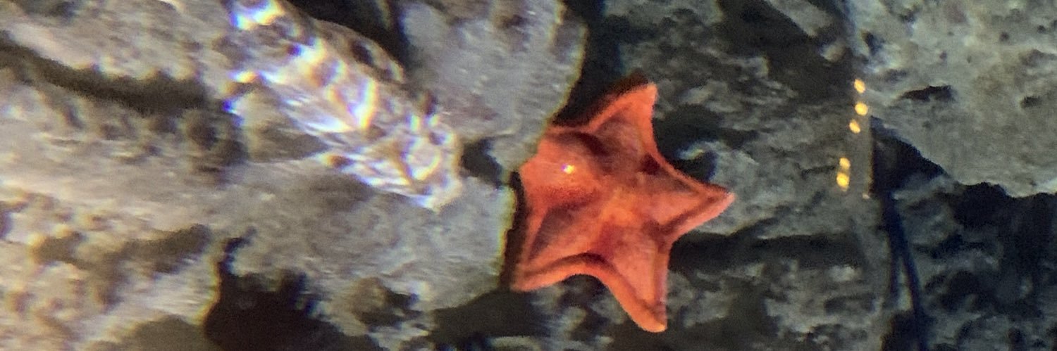 denizesensuu's profile banner image