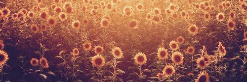 G ✿ banner