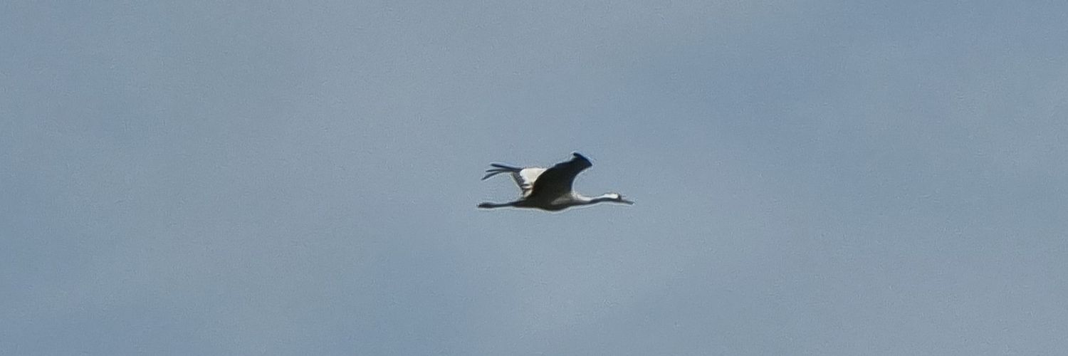 Dr. Rachel Neve-Midbar 🏳️‍🌈 banner