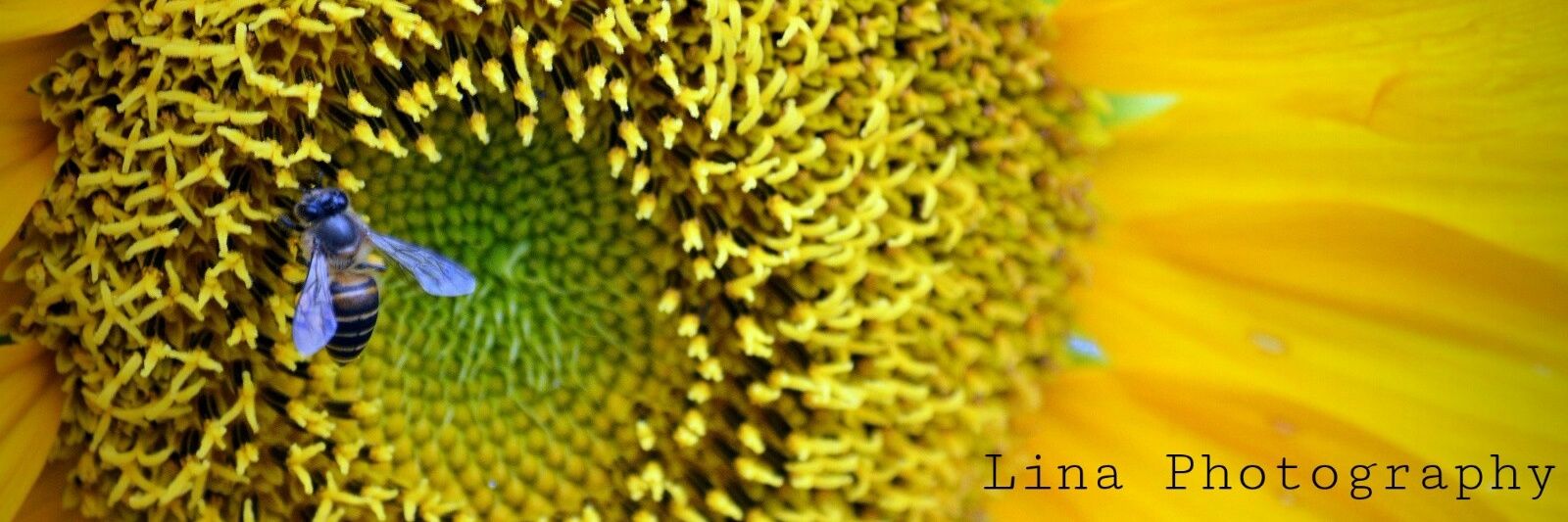 Lina_Bhanu's profile banner image