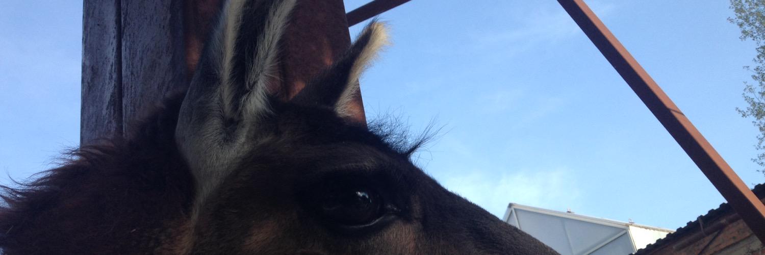 AnanasikAve's profile banner image